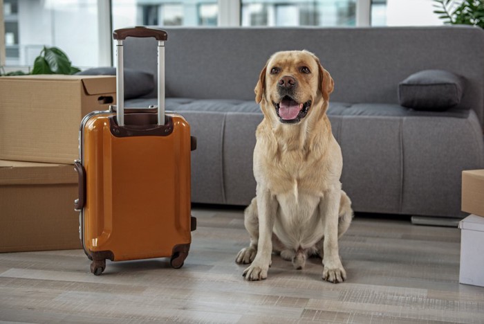 キャリーバッグの隣に座る犬