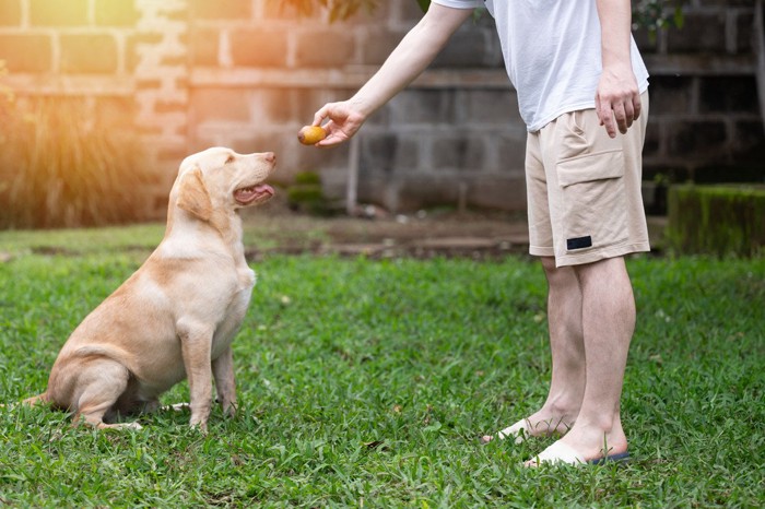 ボールを持つ人を追う犬