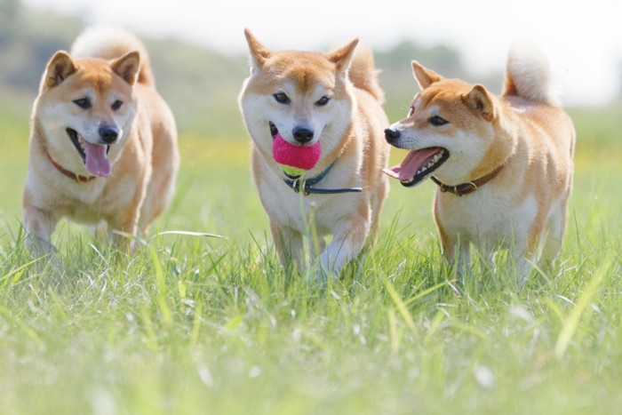 遊ぶ柴犬