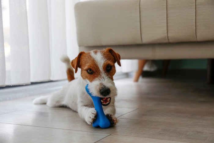 青いおもちゃを噛む犬