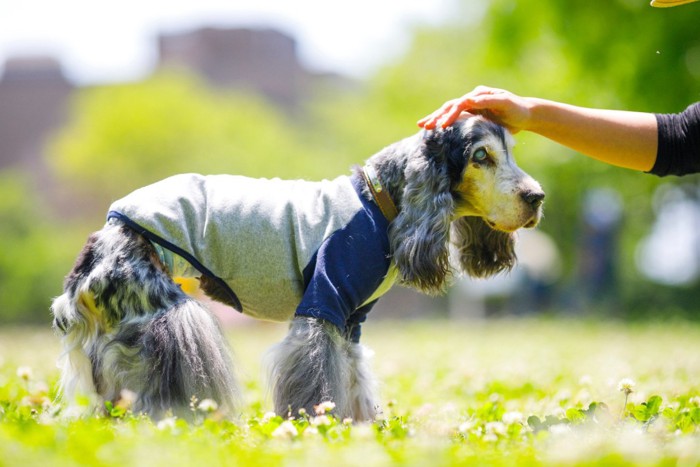 頭を撫でられる老犬