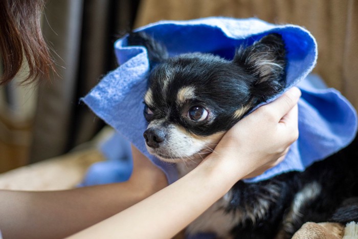 青いタオルで拭いてもらう犬