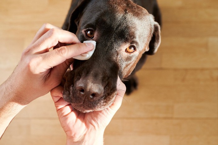 目元を拭かれる犬