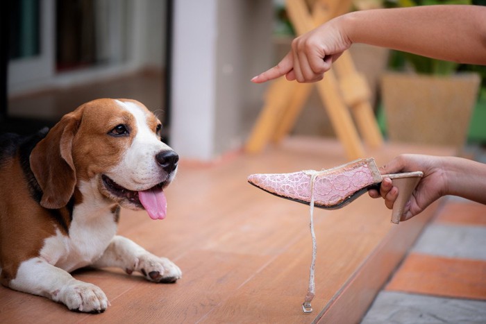 壊れた靴を叱られる犬