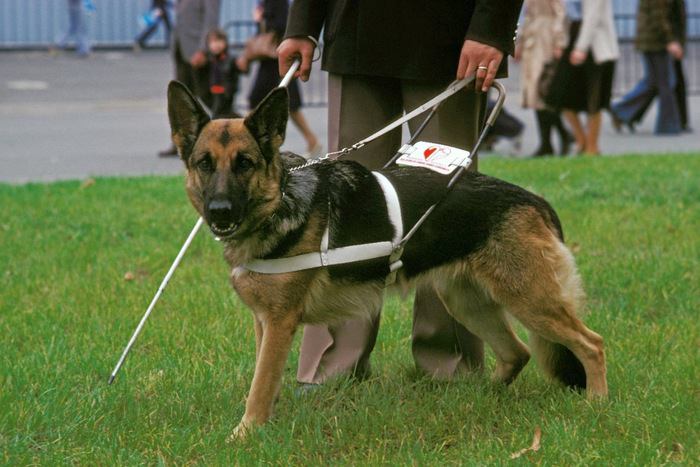 盲導犬のシェパード