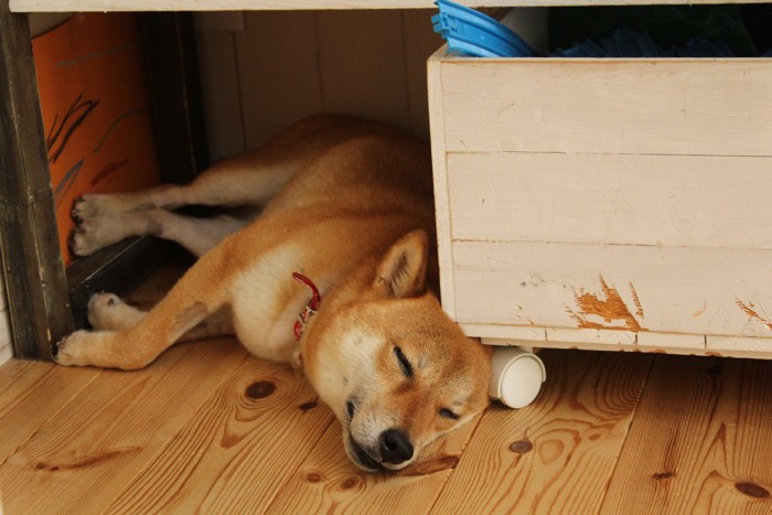 隙間に寝ている柴犬