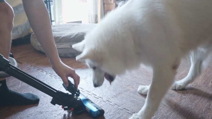 掃除機に威嚇する白い犬