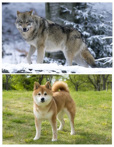 狼と犬の4つの違い