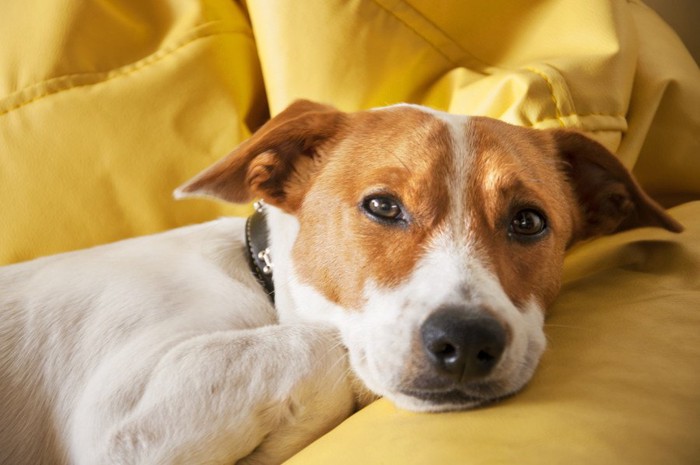 黄色いソファーに横になる犬