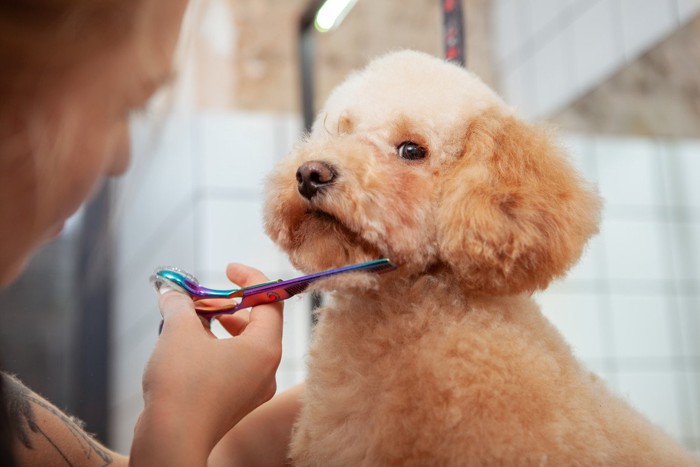 サロンでヘアカット中の犬