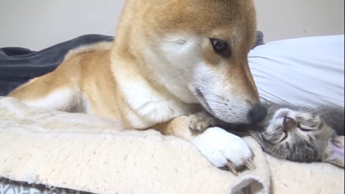 子猫の匂いを嗅ぐ柴犬