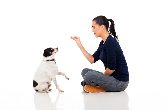 犬としっかり向き合う飼い主