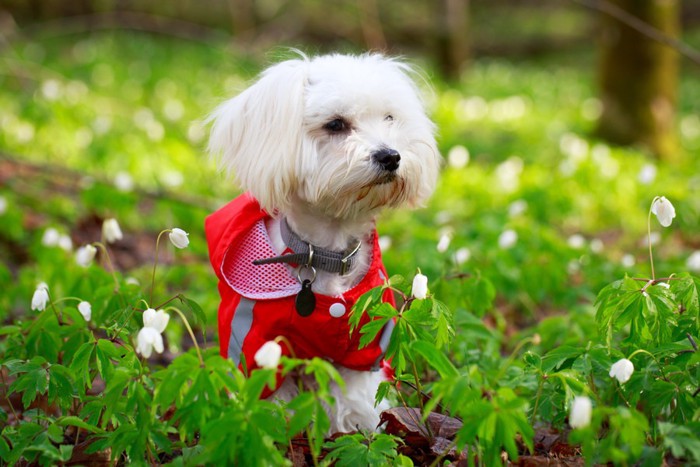 服を着た犬