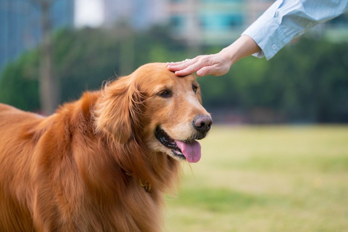 眉間周辺を撫でられる犬