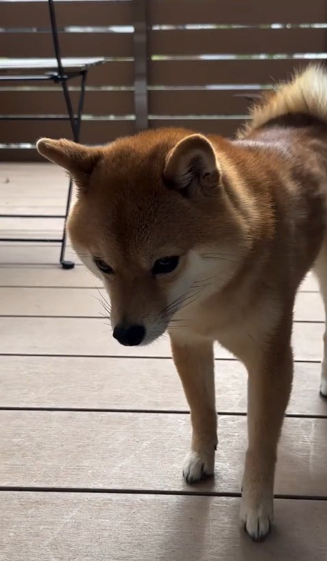 ションボリ顔がたまらない♡