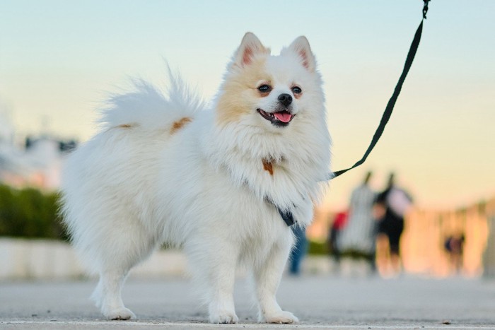 笑顔で散歩する犬