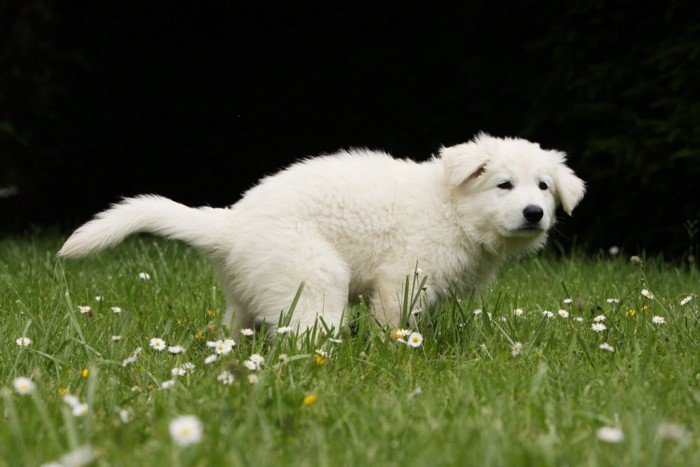 排便の姿勢をとる犬