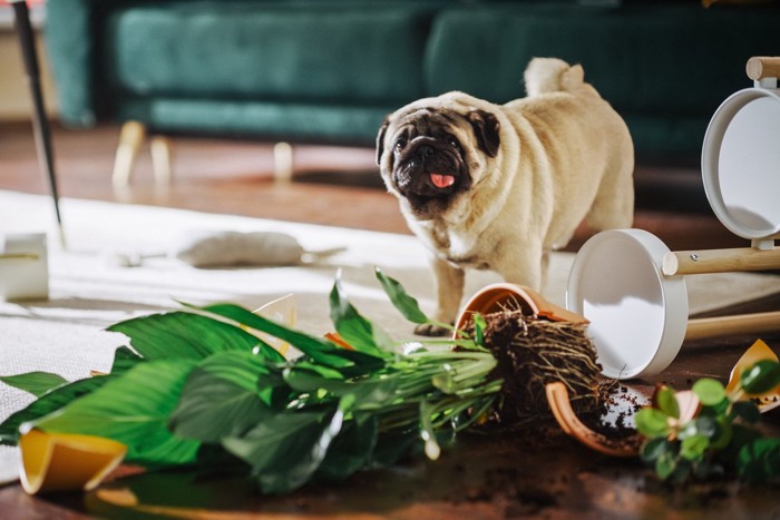 家の中を滅茶滅茶にした犬