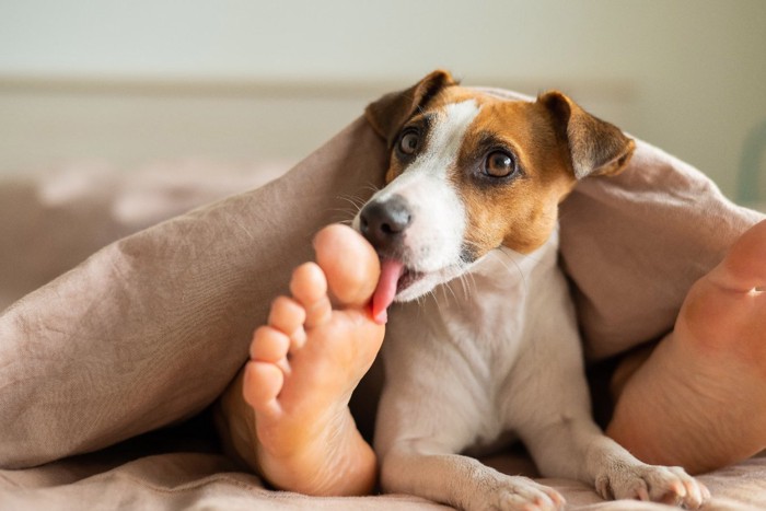 飼い主の足を舐める犬