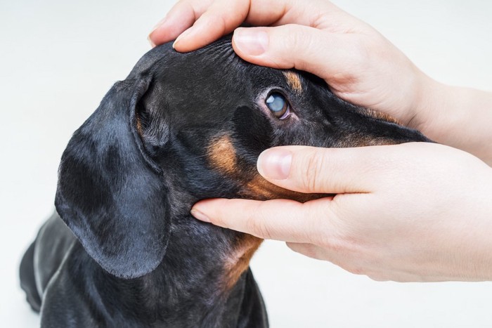 犬の目を確認している