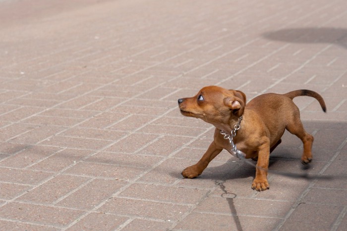 散歩中に怯える茶色い子犬