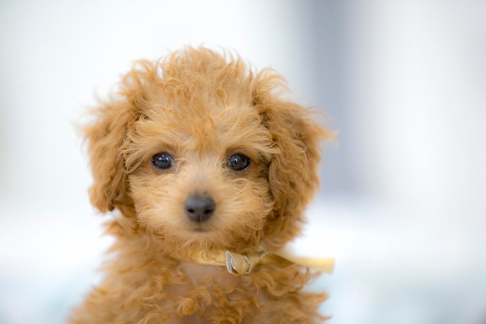 こちらを見つめるトイプードルの幼犬