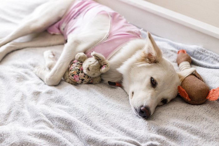 手術後の保護服を着て寝ている犬