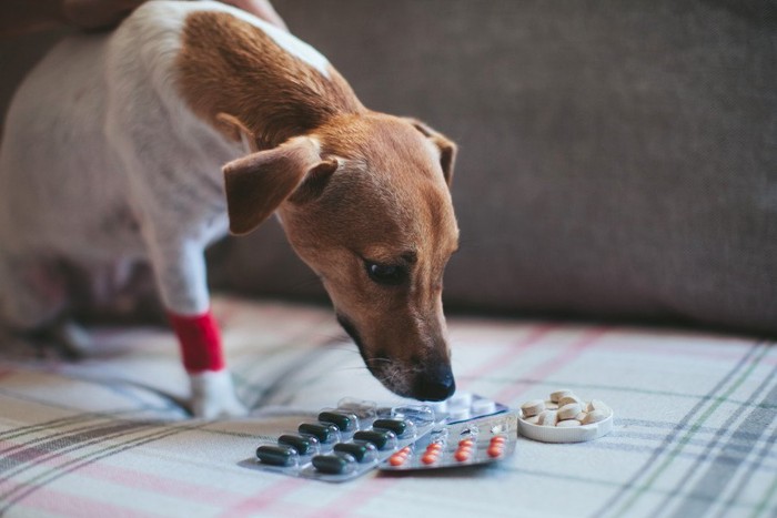 薬と犬