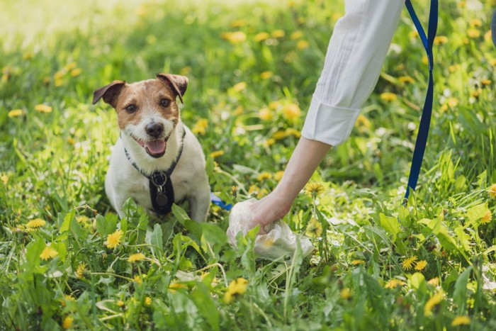 うんちを拾う人と犬