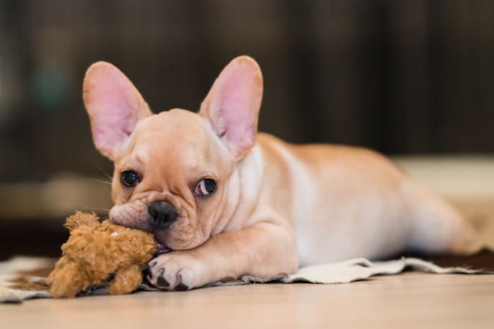 おもちゃを噛むフレンチブルドッグの幼犬