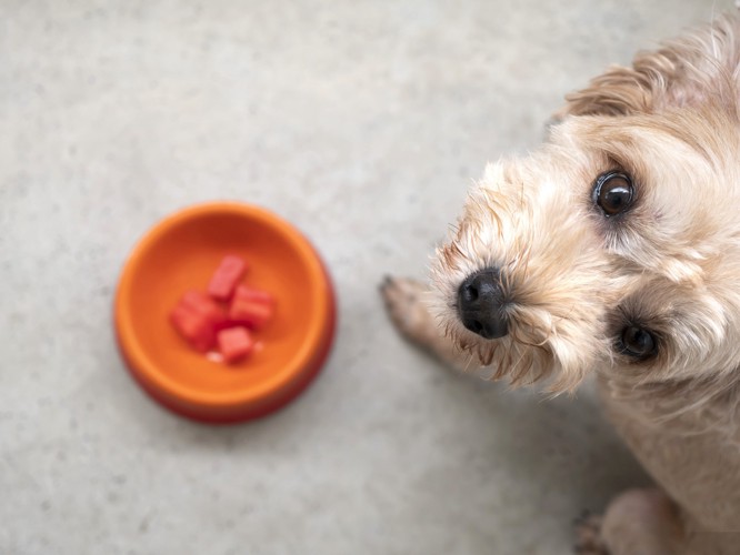 ご飯を食べようとしている犬