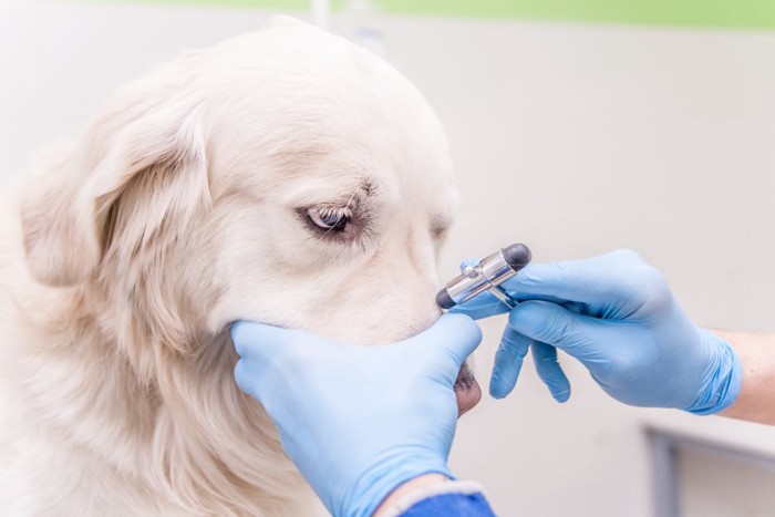 病院で診察中の犬