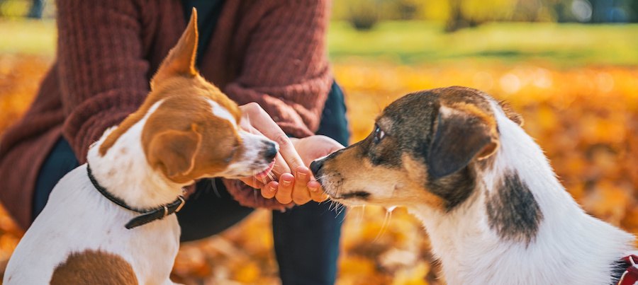 人の手からおやつを食べている二匹の犬