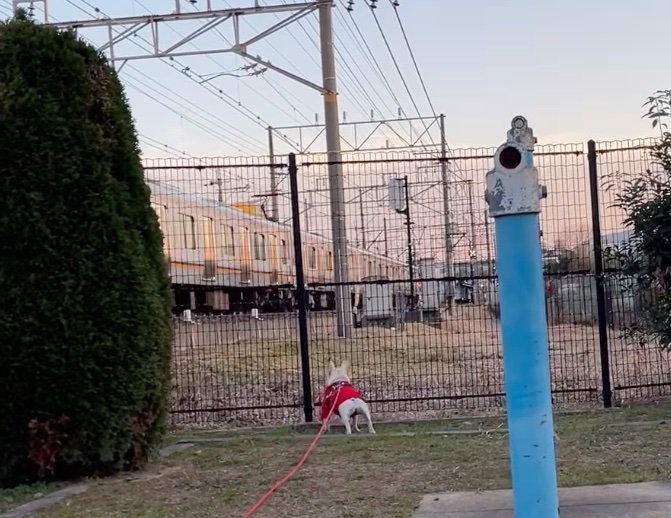 走り去る電車を眺める犬