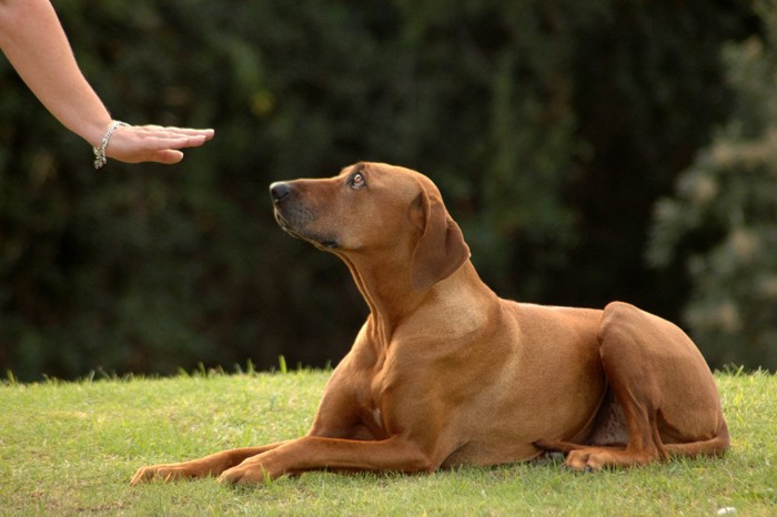 指示されてフセする茶色い大型犬