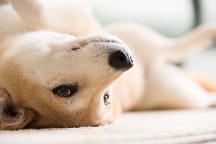 仰向けになり寝転がる柴犬