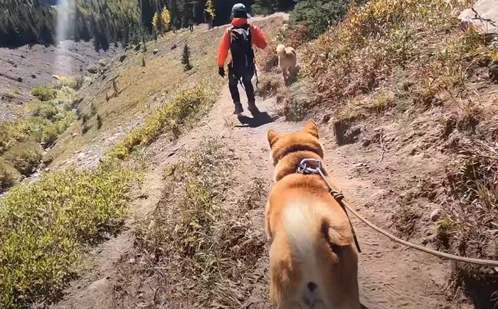 山を下る犬と人