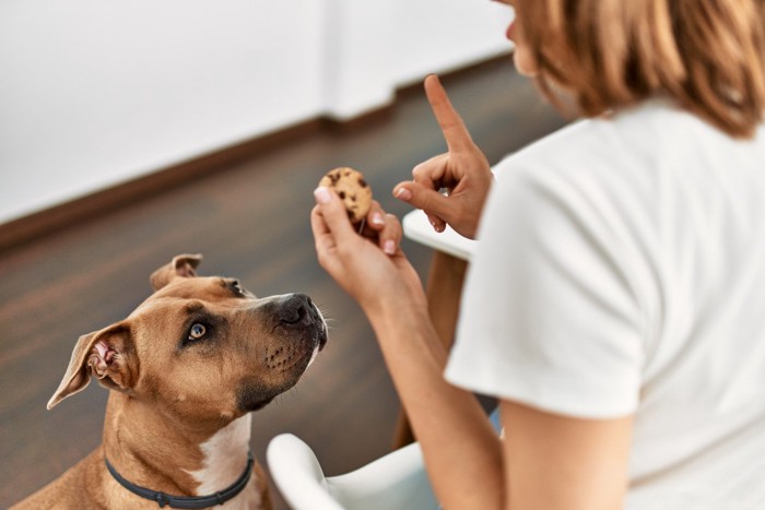 クッキーを持つ人と見つめる犬