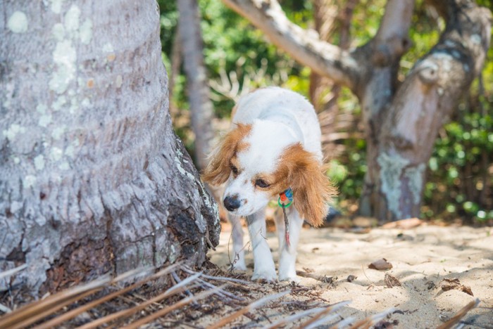 木の根元を嗅ぐ犬