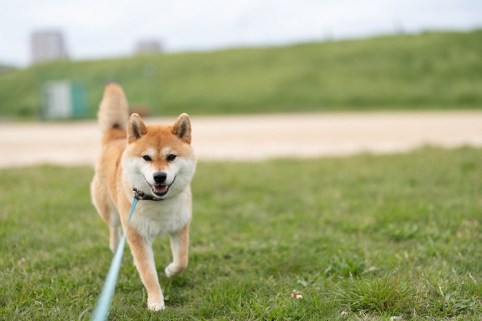 広場を散歩する柴犬