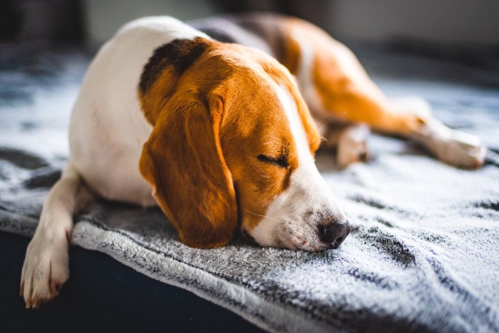 ソファの上で眠る犬