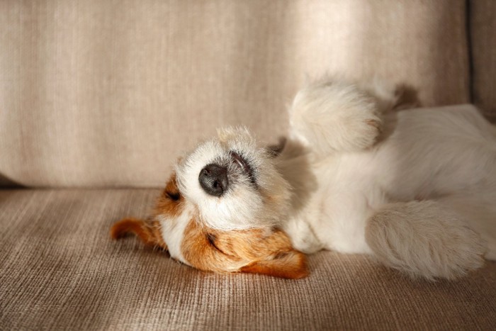 仰向けで寝てる犬