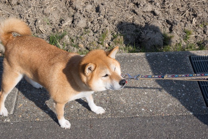 歩かない柴犬