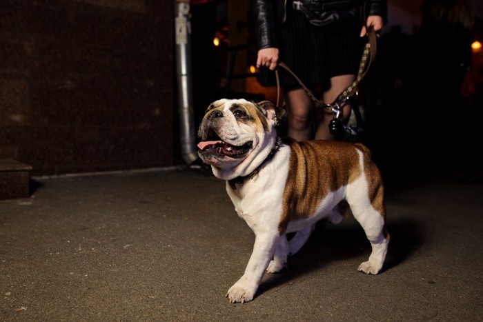 夜の散歩を満喫する飼い主と犬