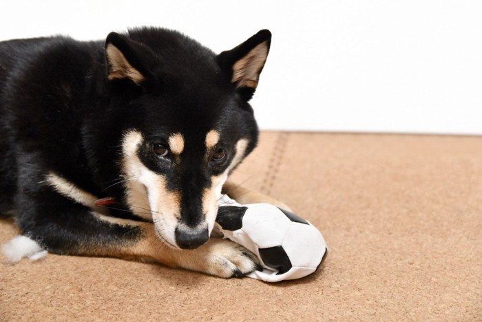 いたずらする柴犬