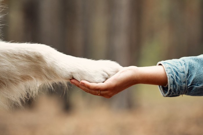 重ねられた犬と人間の手