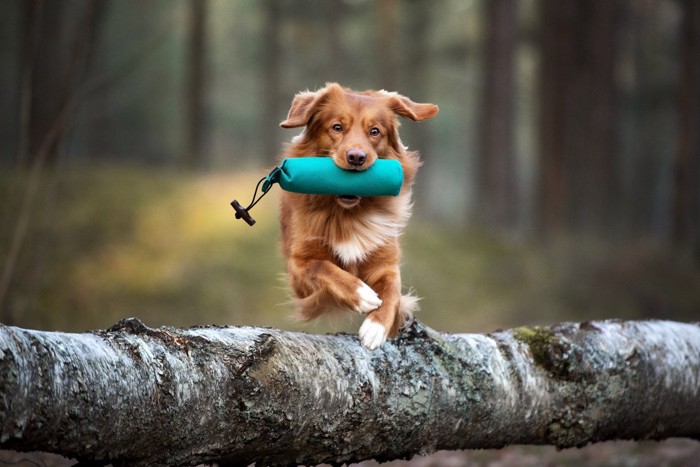 おもちゃをくわえてジャンプする犬