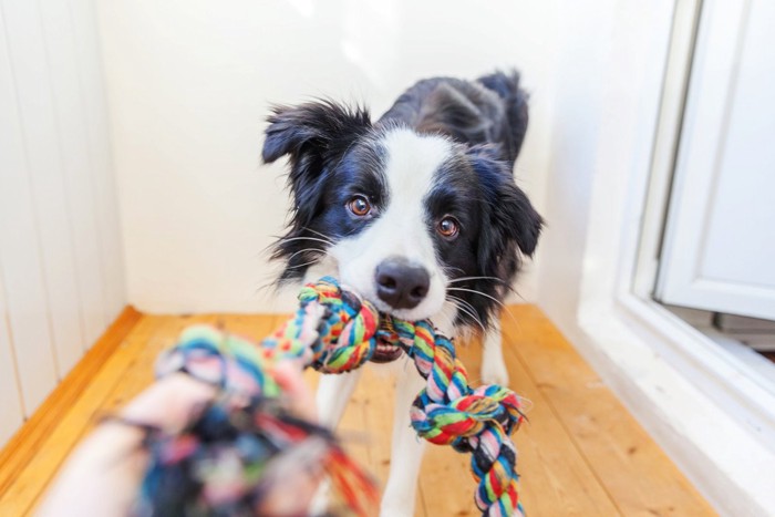 おもちゃを引っ張る犬