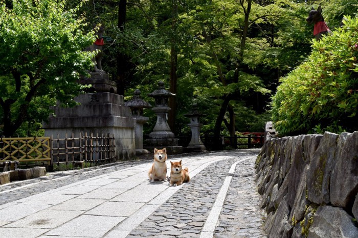 2匹の柴犬