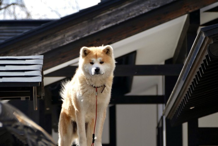 見つめる秋田犬